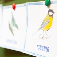 Птичья столовая