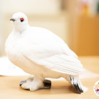 Птичья столовая