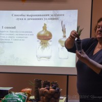 Зелёный подоконник