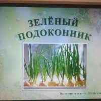 Зелёный подоконник